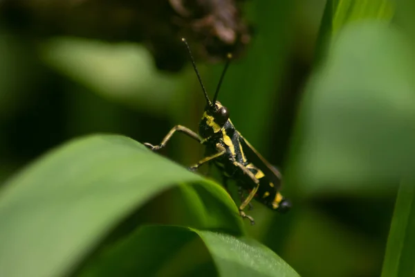Yellow Black Grasshopper Rice Locust Blur Background — Stock Photo, Image
