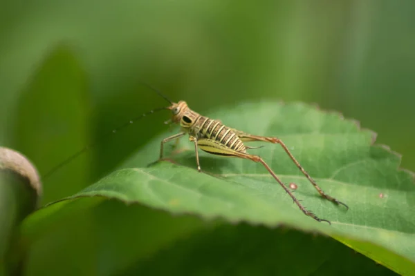 초원에서 수있는 메뚜기나 귀뚜라미 Xenogryllus Marmoratus — 스톡 사진