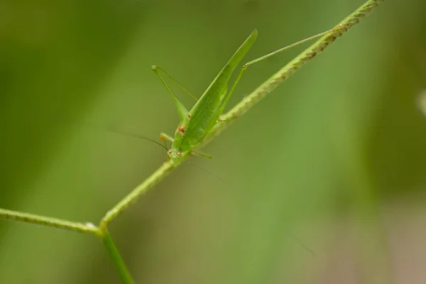 Rice Locusts Group Insects Belonging Caelifera Suborder — Stock Photo, Image