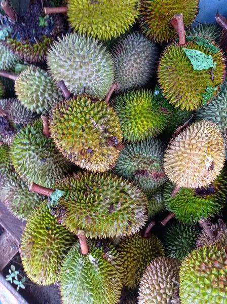 Фрукты Durian Сложены Организованы Доме Durian Покупателя — стоковое фото