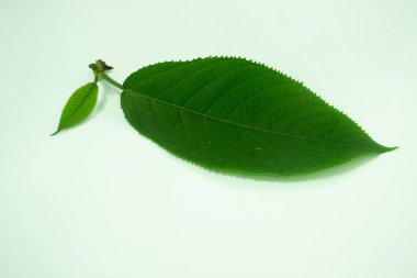 Laportea Urticaceae, Borneo ısırgan otu, Endonezya. Urticaceae, ısırgan giller (Felidae) familyasından bir bitki türü..