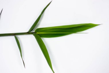 Beyaz arkaplanda yalıtılmış bambu yaprağı, arkaplan olarak bambu yaprağı dokusu veya duvar kağıdı, Endonezya bambu yaprağı.