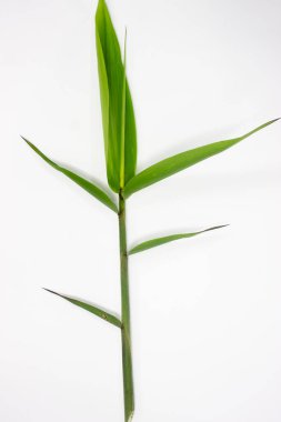 Bir parça bambu bitkisi, beyaz bir arka planda izole edilmiş.