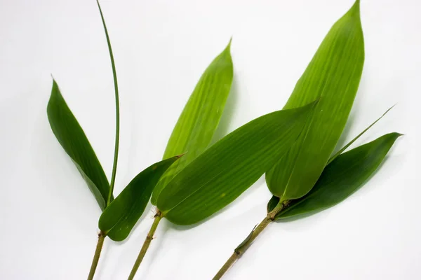 stock image Bamboo leaf isolated on white background, bamboo leaf texture as background or wallpaper, indonesian bamboo leaf.