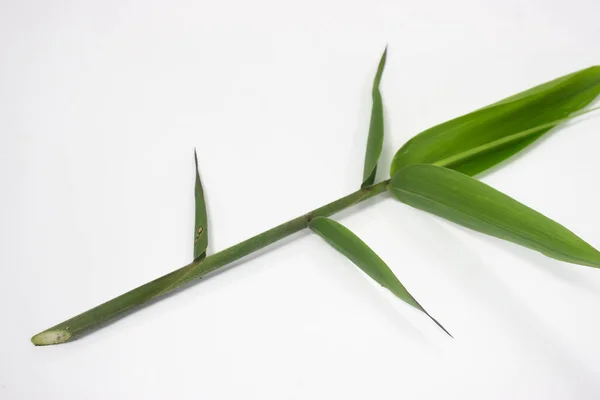 stock image a piece of bamboo plant, Isolated on a white background