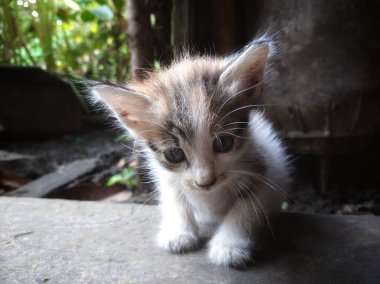 Şirin kedi yavrusu beyaz ve desenli gri