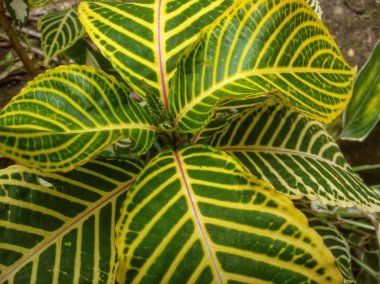 Sanchezia Specosa, gösterişli beyaz veya altın damarlı koyu yeşil yapraklara sahip düşük bakım gerektiren bir çalılıktır. Göz kamaştırıcı yapraklar ve güzel çiçekler, süs bahçesi için mükemmel ya da saksı gibi