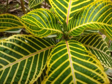 Sanchezia Specosa, gösterişli beyaz veya altın damarlı koyu yeşil yapraklara sahip düşük bakım gerektiren bir çalılıktır. Göz kamaştırıcı yapraklar ve güzel çiçekler, süs bahçesi için mükemmel ya da saksı gibi