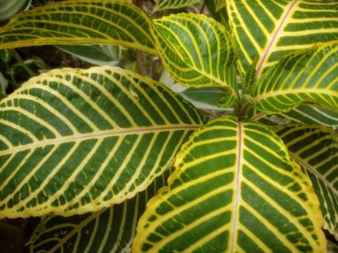 Sanchezia Specosa, gösterişli beyaz veya altın damarlı koyu yeşil yapraklara sahip düşük bakım gerektiren bir çalılıktır. Göz kamaştırıcı yapraklar ve güzel çiçekler, süs bahçesi için mükemmel ya da saksı gibi