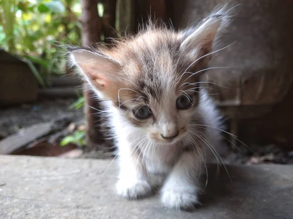 可愛い子猫ちゃんと柄のグレー — ストック写真