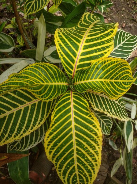 Sanchezia speciosa  is a low maintenance shrub that has dark green leaves with showy white, or gold veins. Stunning foliage and beautiful flowers, perfect for the ornamental garden or as a potted