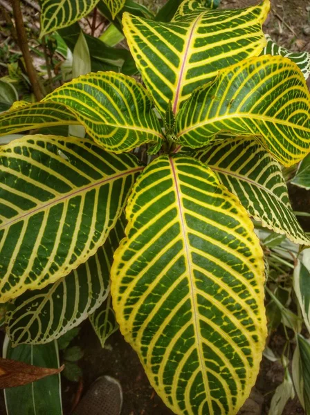 Sanchezia Speciosa Arbusto Bajo Mantenimiento Que Tiene Hojas Color Verde — Foto de Stock