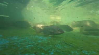 Bir grup tilapia balığı yüzüyor.