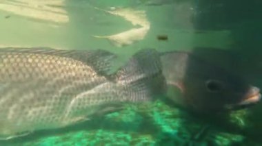 Bir grup tilapia balığı yüzüyor.
