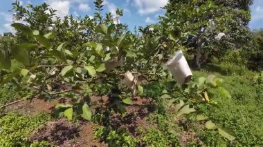 Gübre ağacı ve sarkmış meyveler...