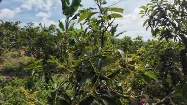 Avokado ağacı yağmur mevsiminde çiçek açar.