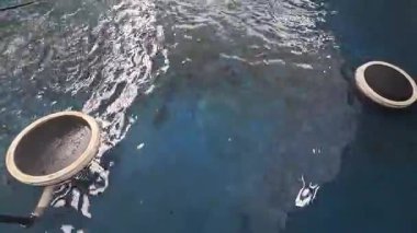 Tilapia balık tohumları balık çiftliği havuzlarında