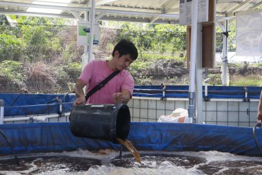Melapeh Baru Köyü, Lingang Bigung Bölgesi, Batı Kutai Regency, Doğu Kalimantan Bölgesi - 25 Eylül 2025: Biyolog sistemi kullanılarak balık çiftçiliği eğitimine katılanlar gölete pekmez döküyorlar.
