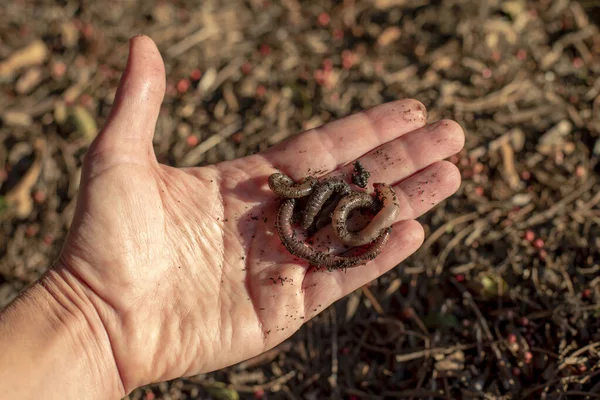 stock image Close up view of the hand holding compost worms night crawlers with blurred garden ground