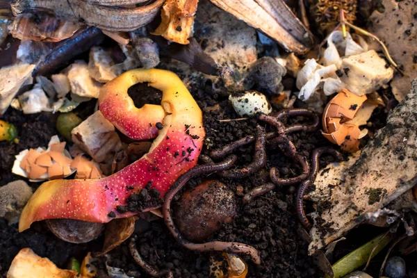 Solucan döküm kutularının yiyecek artıkları ve solucan sürüngenleriyle yakın görüntüsü.