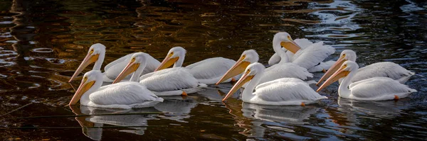Troupeau Neuf Pélicans Blancs Nageant Dans Eau Aux Lacs Santee — Photo