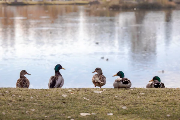 View Five Mallard Ducks Sitting Line Lakeshore Blurred Water Background — Stock Photo, Image