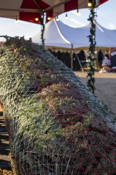 Ağlara sarılı bir Noel ağacına yakın, teslimata hazır. Arka planda bulanık Noel ağacı pazarı