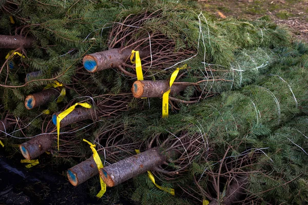 Pile of tied Douglas Fir trees for sale at the Christmas tree market