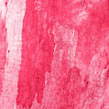 Kare yakın plan okaliptüs gövde dokusu arka plan için mora boyanmış. Yaşasın 2023 'ün Magenta rengi.