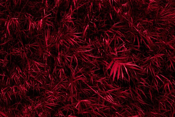 Koyu kırmızı morumsu bambu yapraklı duvar kağıdı. Doğa arka planı tam kare. Yaşasın 2023 'ün Magenta rengi.