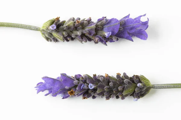Flatlay closeup of two Spanish Lavender flowers on white background. Macro photography. Lavandula Stoechas. French lavender.
