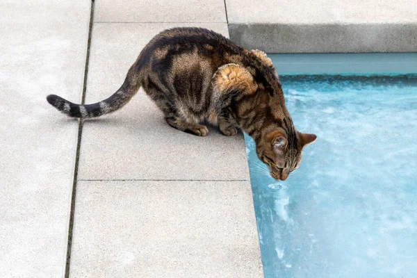 Domestic tabby cat drinking water from the swimming pool with concrete edges and bluw water