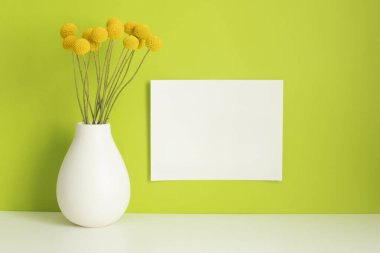 Frontal view of a bunch of yellow Craspedia flowers in the white vase on white surface, horizontal list of white paper with copyspace on bright lime green wall