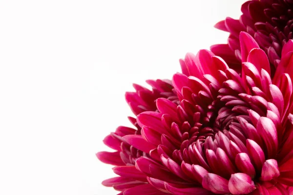 Sağ alttaki kırmızı renkli anne çiçeğin yakın görüntüsü ve beyaz kopya alanı