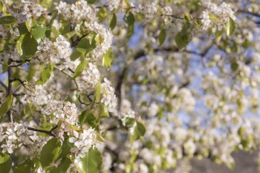 Spring tree branches with blooming white flowers with blurred background and copy space