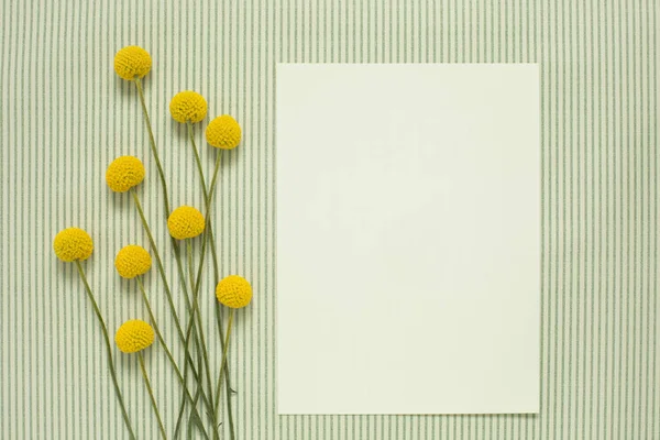 Flatlay with a bunch of yellow Craspedia Billybutton daisy flowers on striped background, with vertical empty white list of paper with copy space