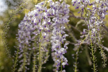 Bulanık yeşil arka planda beyaz ve mor Wisteria çiçeklerinin yakın görüntüsü.