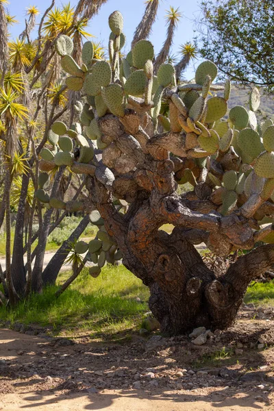 Árvore Velha Grande Cacto Opuntia Jardim Botânico Ilha Catalina Califórnia — Fotografia de Stock