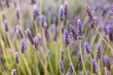 Yakın plan lavanta çiçekleri bulanık arkaplan, arka plan için tam çerçeve. Lavandula Dentata, Fransız Lavanta