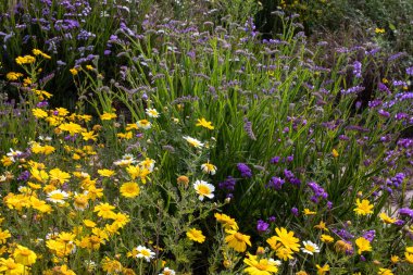 Kaliforniya 'da bahar çiçekleri açıyor, fon için tam çerçeve