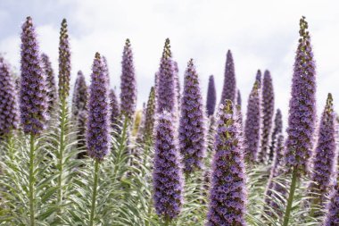 Kaliforniya 'daki halk parkında açan mor Echium adaylarının yakın görüntüsü. Madeira Gururu
