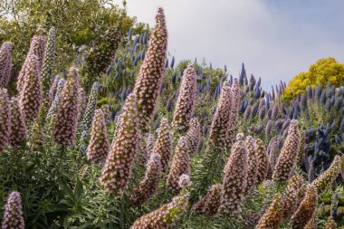 Kaliforniya, halk parkında çiçek açan pembe ve mor Echium adaylarının yakın görüntüsü. Madeira Gururu