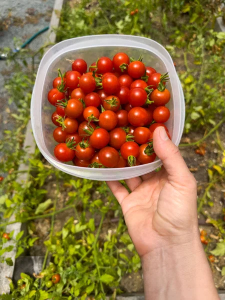 Bahçede yeni toplanmış kırmızı kiraz domatesli bir konteynırı tutarken. Seçici odaklanma. Kullanıcı içeriği oluşturdu. UGC