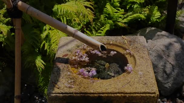 Бамбуковая Вода Капает Фонтаном Рябью Плавающими Розовыми Цветами Японском Саду — стоковое видео