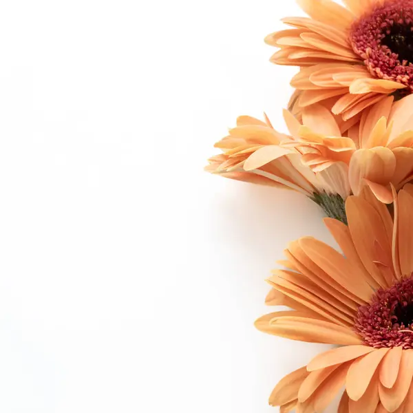 Yumuşak şeftali rengi turuncu gerber çiçeklerini beyaz arkaplanda metin için boşluk bırakarak kapat