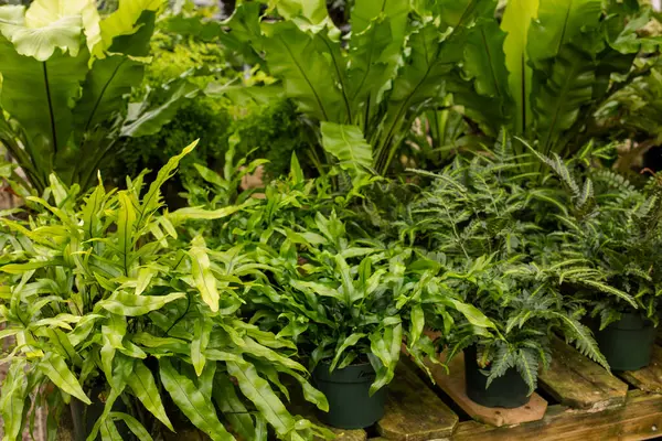 Çaydanlıkta satılık yeşil yapraklı tropikal bitkiler