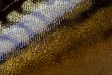 Arka plan için önlüklü bir Atlantik uskumrusu derisinin yakın görüntüsü