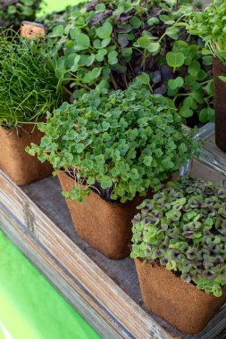 Çiftçi pazarındaki geri dönüşümlü gübreli tencerelerdeki çeşitli mikro yeşilliklerin yakın görüntüsü