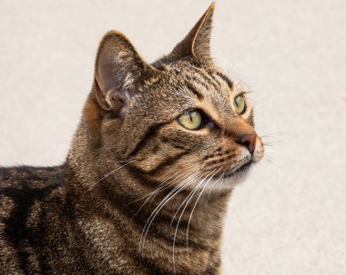 Evcil tekir kedinin yakın plan portresi. Yeşil gözlü bir kedi.