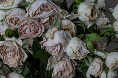 Solmuş açık pembe gül buketinin yakın görüntüsü.